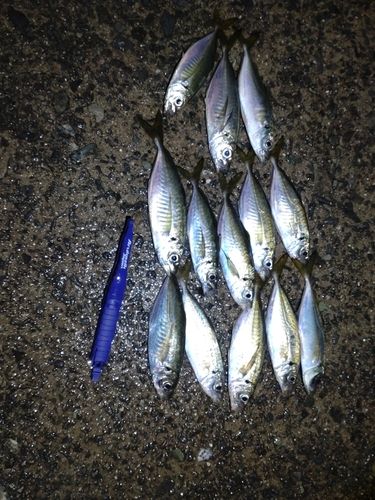 アジの釣果