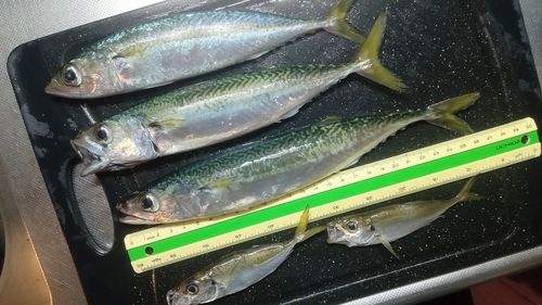 サバの釣果