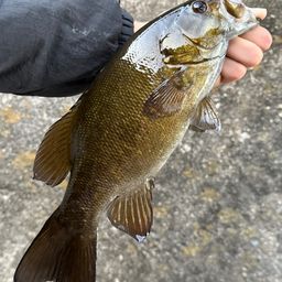 スモールマウスバス