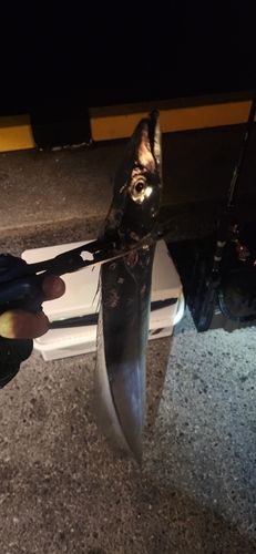 タチウオの釣果