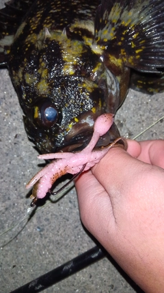 オウゴンムラソイの釣果