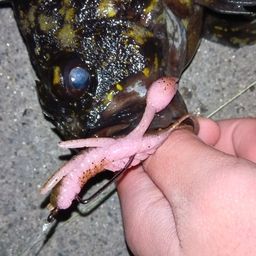 オウゴンムラソイ