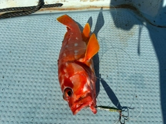 アカハタの釣果