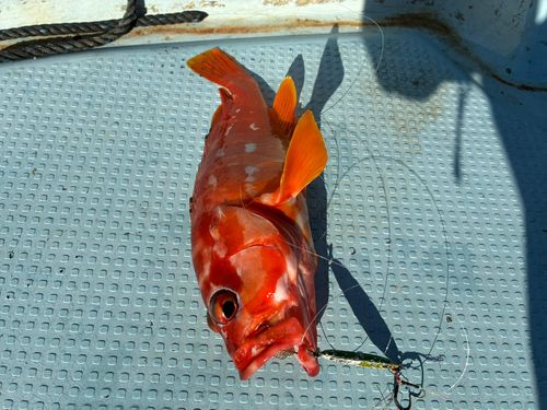 アカハタの釣果