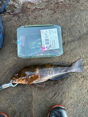 アイナメの釣果