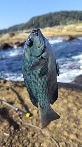 メジナの釣果