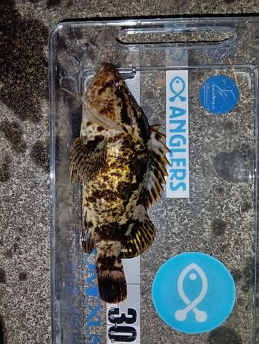 タケノコメバルの釣果