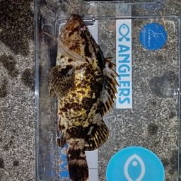 タケノコメバル