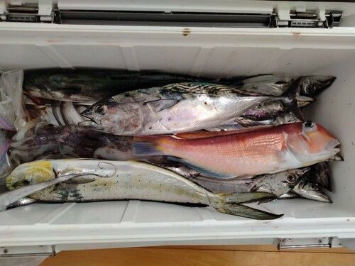 スマカツオの釣果