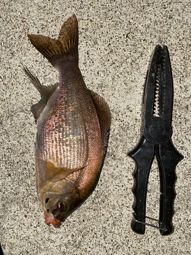 ウミタナゴの釣果