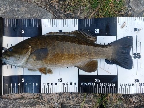 スモールマウスバスの釣果