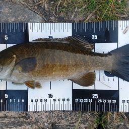 スモールマウスバス