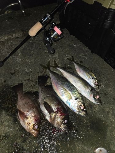 マアジの釣果