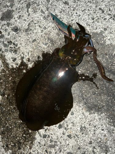 アオリイカの釣果