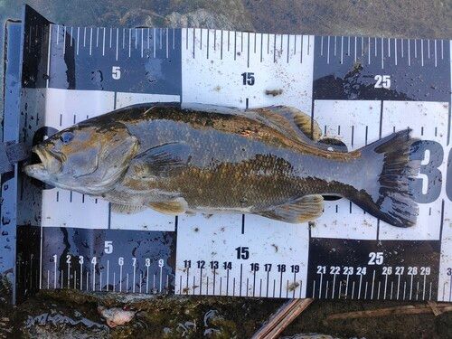 スモールマウスバスの釣果