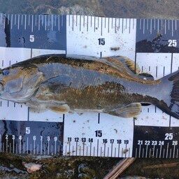 スモールマウスバス