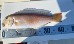 シロアマダイの釣果