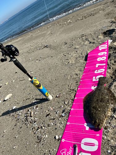 ヒラメの釣果