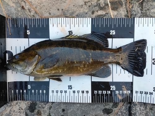 スモールマウスバスの釣果