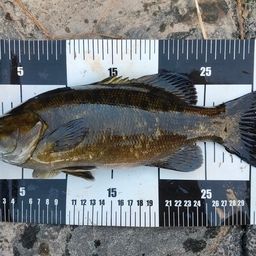 スモールマウスバス