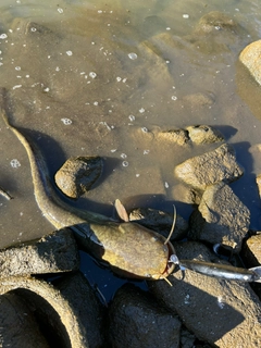 ナマズの釣果