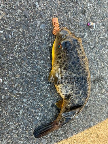 アイナメの釣果