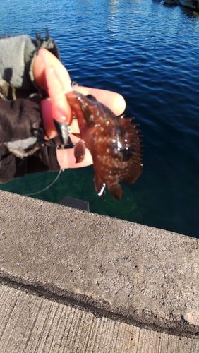 アコウの釣果