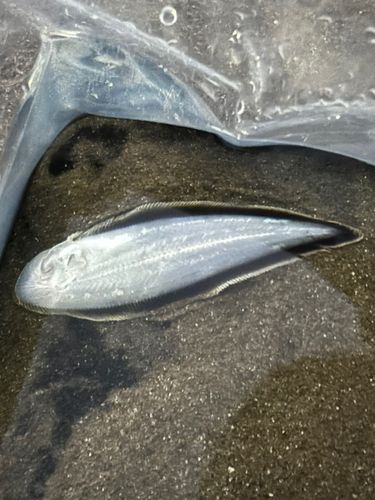 シタビラメの釣果