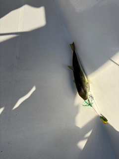 クサフグの釣果