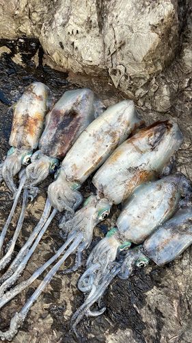 イカの釣果