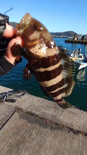 アオハタの釣果