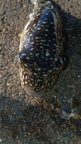 フグの釣果