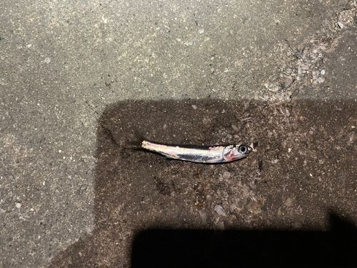 カタクチイワシの釣果