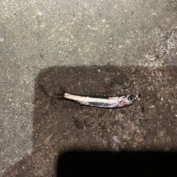 カタクチイワシ