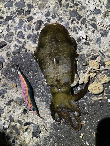 アオリイカの釣果