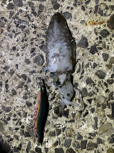 アオリイカの釣果