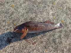 アイナメの釣果