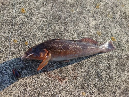 アイナメの釣果