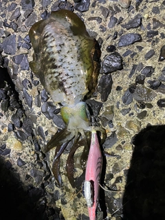 アオリイカの釣果