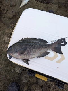 クチブトグレの釣果