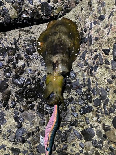 アオリイカの釣果