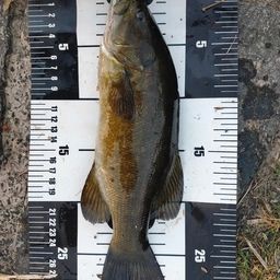 スモールマウスバス