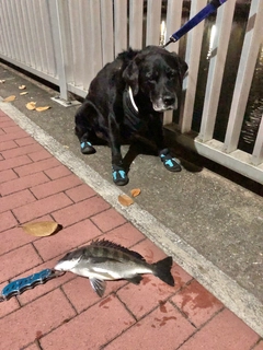 クロダイの釣果