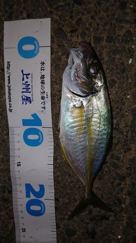 シマアジの釣果