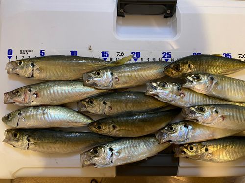 アジの釣果