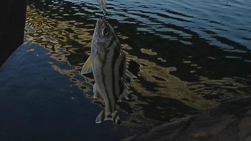 コトヒキの釣果
