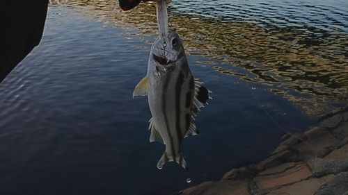 コトヒキの釣果