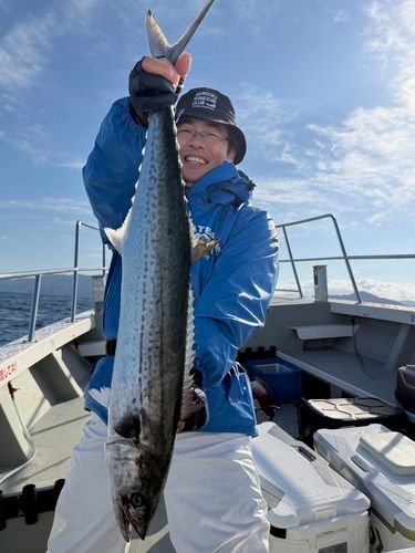サワラの釣果