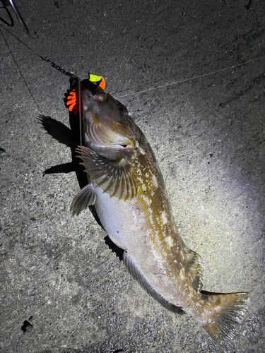 アイナメの釣果