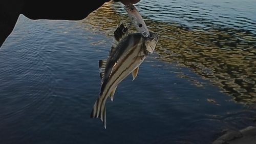 コトヒキの釣果